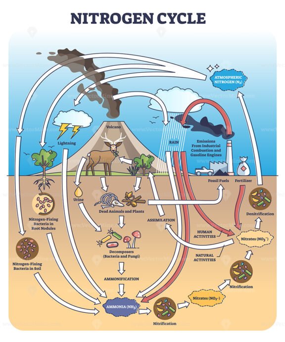 nitrogen cycle 3 outline diagram 1