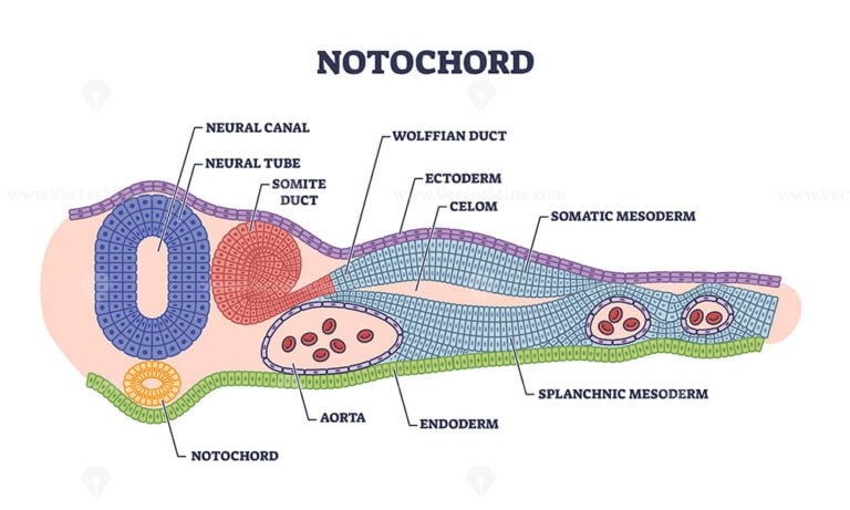 Notochord As Cartilaginous Skeletal Rod With Structure Outline Diagram ...