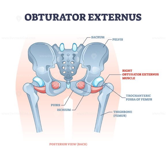 obturator externus outline diagram 1