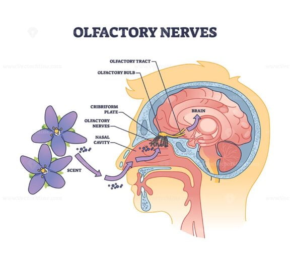 olfactory outline diagram 1