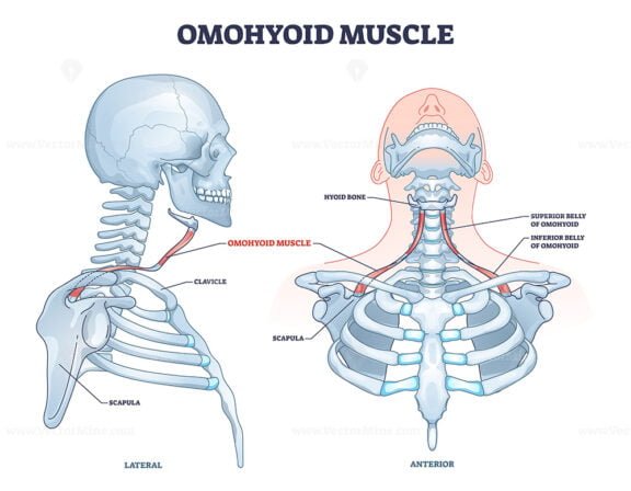 Occipitofrontalis Muscle As Human Skull Muscular System Outline Diagram Vectormine 2963