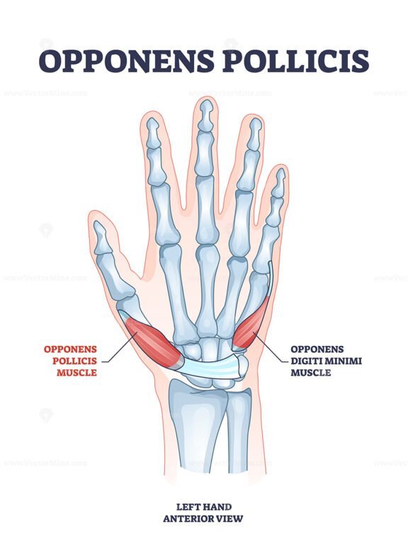 opponens pollicis outline 1