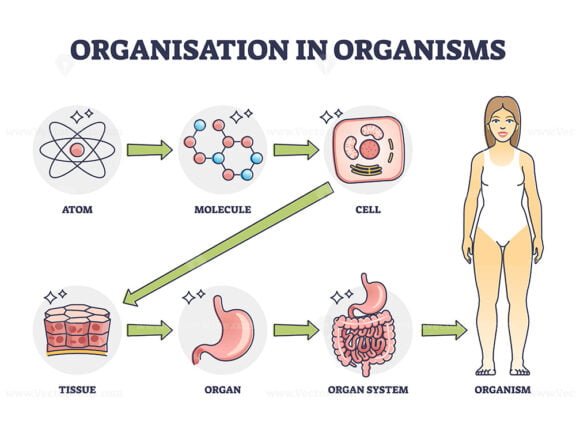 organisation in organisms outline 1