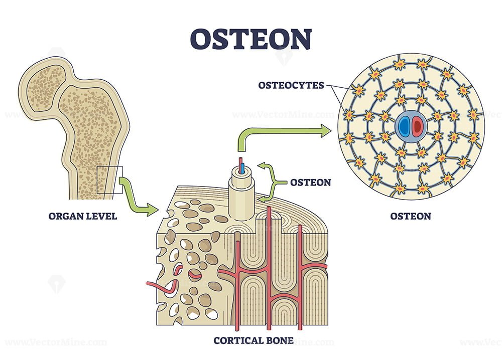 osteon-or-haversian-system-with-compact-bone-structure-outline-diagram