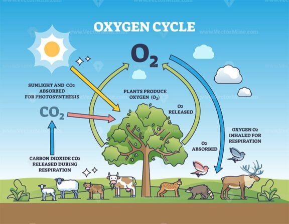 oxygen cycle diagram outline 1