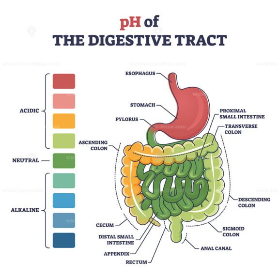 pH of the Digestive Tract outline