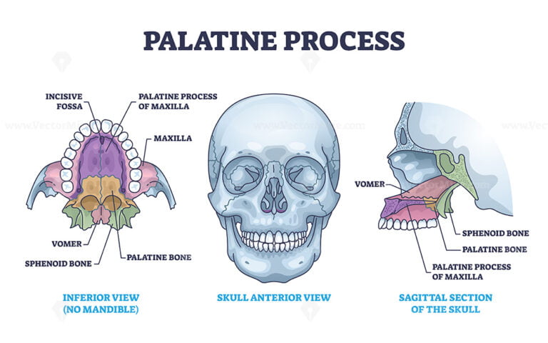 Palatine Process Section Anatomy With Maxilla Structure Outline Diagram ...