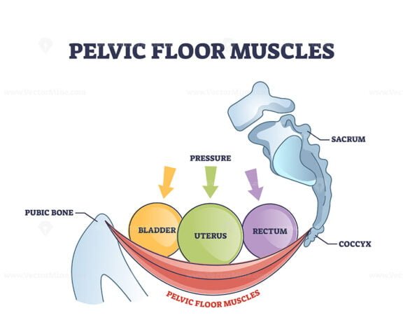 pelvic floor muscle outline 1