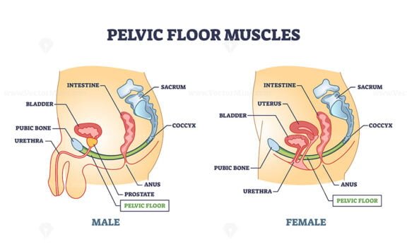 pelvic floor muscles male and female 1