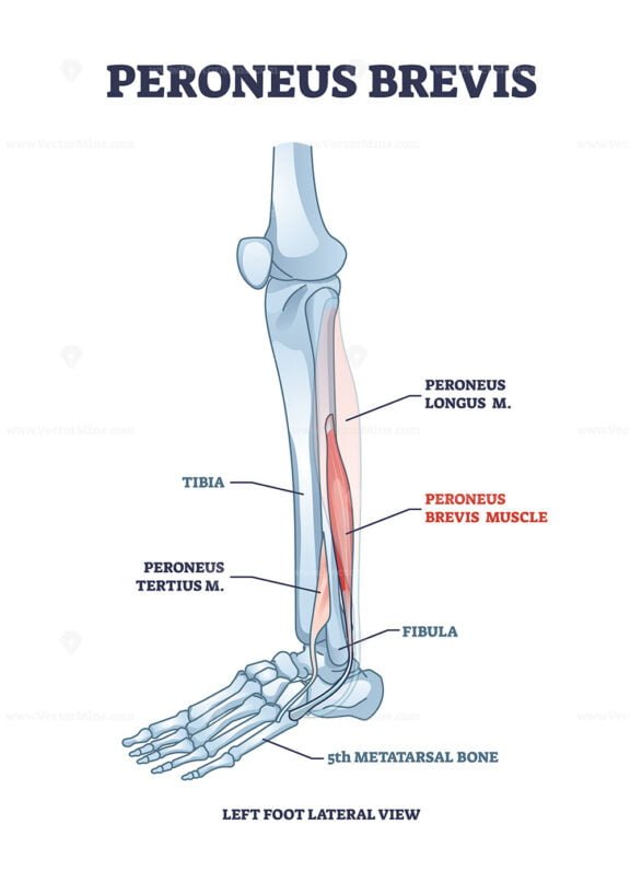 peroneus brevis outline 1