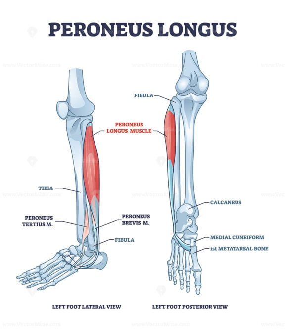 peroneus longus outline 1