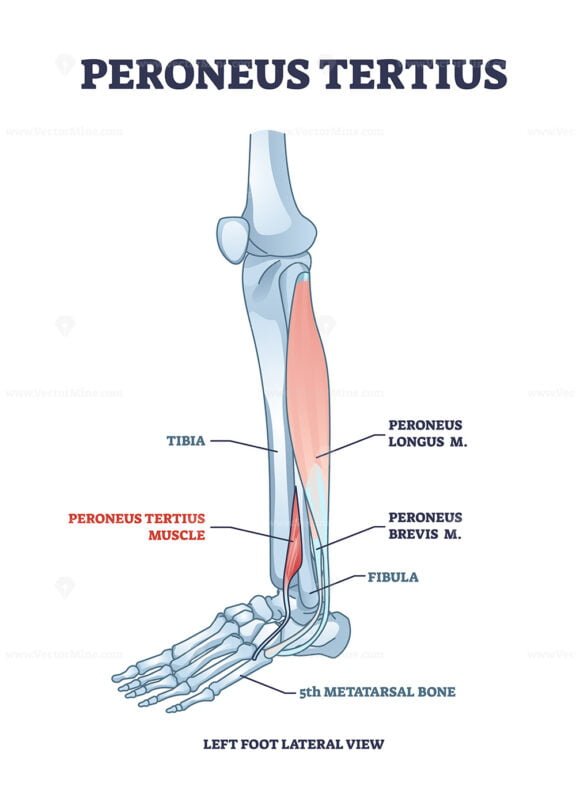 peroneus tertius outline 1