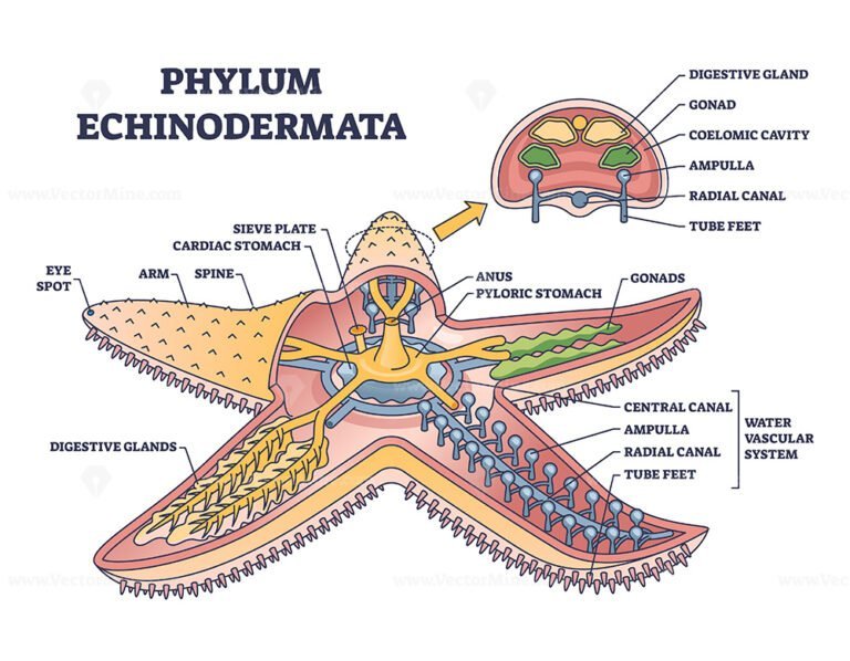 phylum-echinodermata-or-starfish-anatomy-with-inner-structure-outline