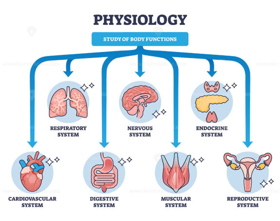 physiology outline diagram 1