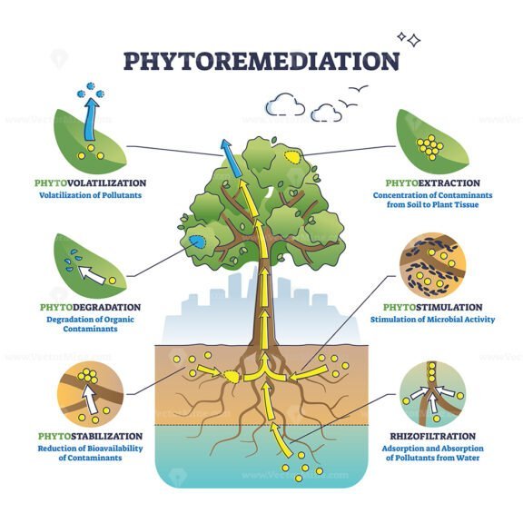 phytoremediation outline diagram 1