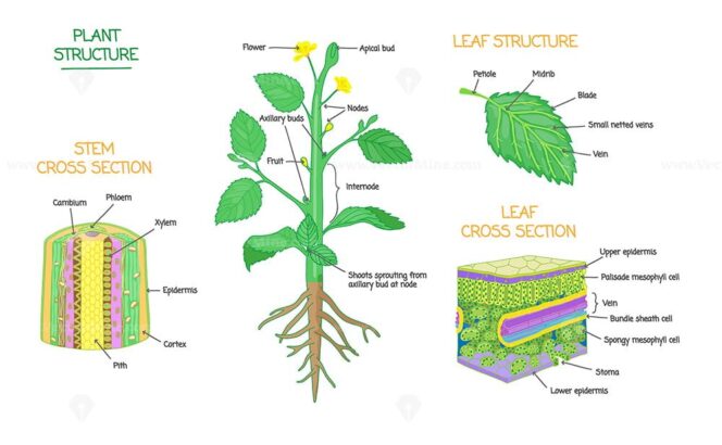 Plasmodesmata plant cells diagram, vector illustration - VectorMine