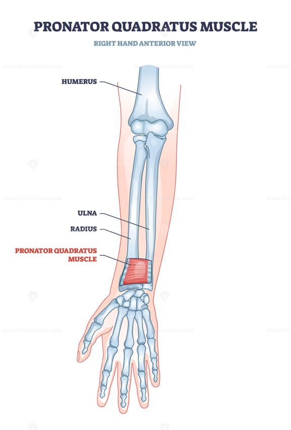 pronator quadratus outline 1