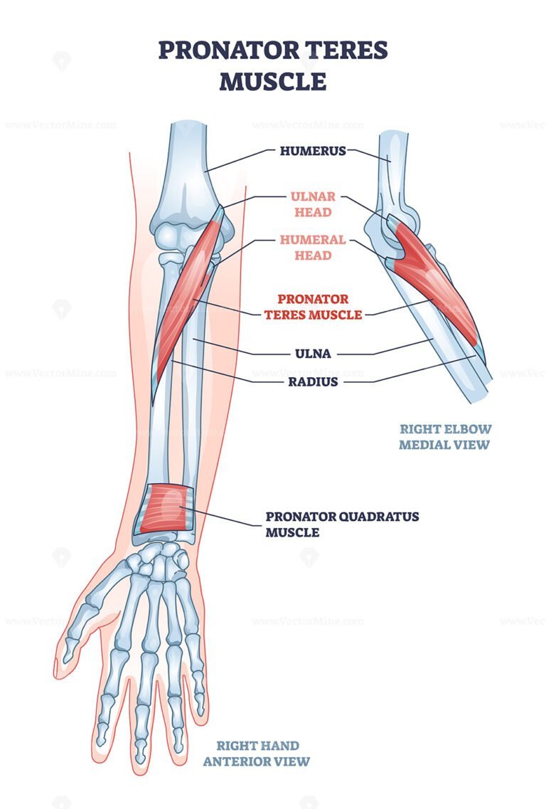 Radius And Ulna Bone Anatomy With Arm Skeletal Structure Outline Diagram Vectormine 2126