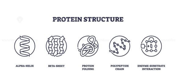 protein structure icons outline 1