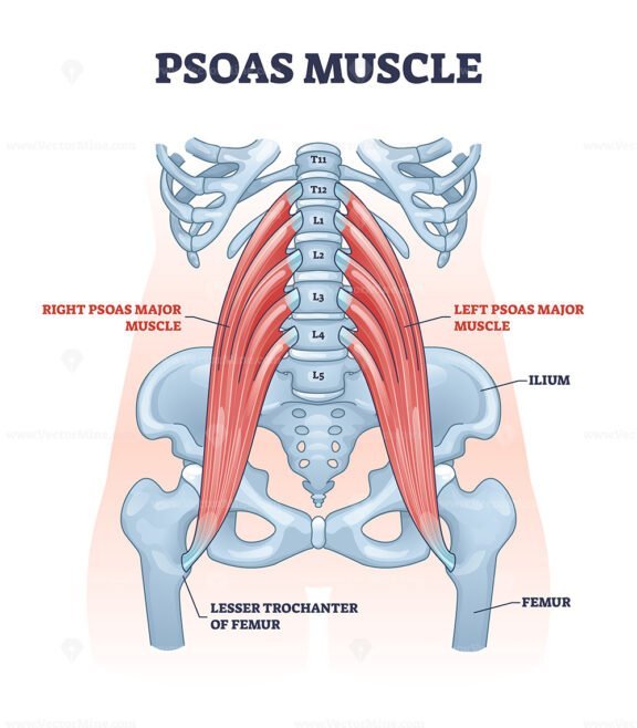 psoas major outline 1