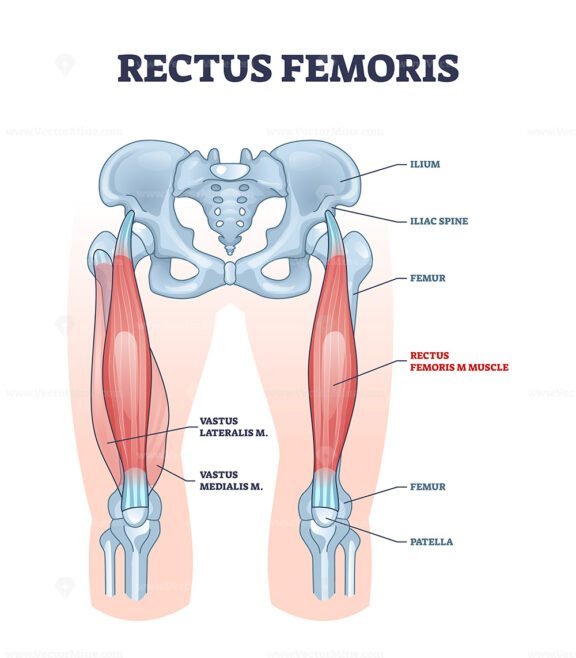 rectus femoris outline 1