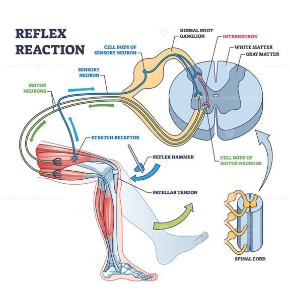 reflex reaction outline diagram 1