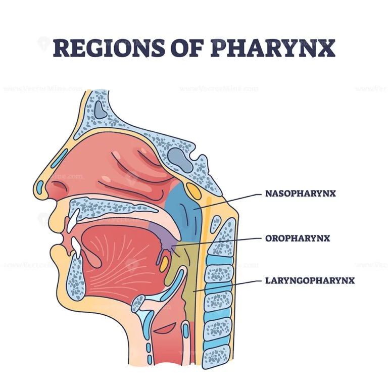 Regions Of Pharynx And Throat Parts Division From Side View Outline