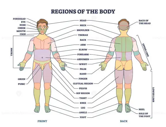 regions-of-human-body-as-front-or-back-parts-description-tiny-person