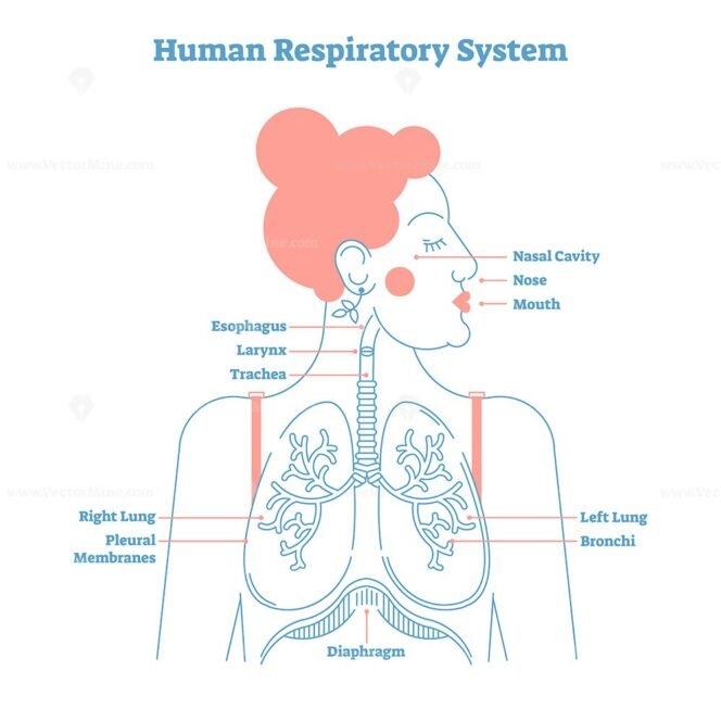 Human Respiratory System anatomical line style artistic vector