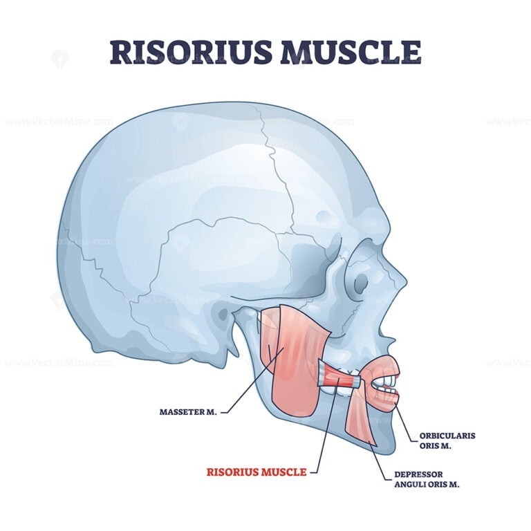 Risorius muscle as human facial expression muscular system outline ...