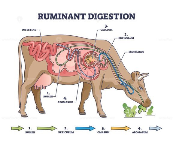 ruminant digestion outline diagram 1