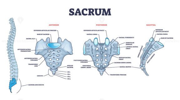 sacrum 2 outline diagram 1