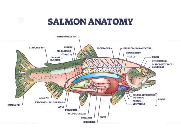 Salmon fish anatomy with inner structure and organ parts outline ...