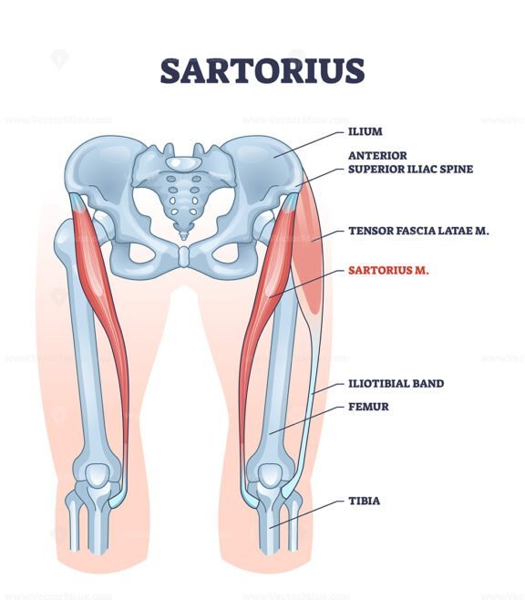 sartorius outline diagram 1