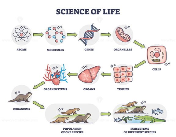 science of life outline diagram 1