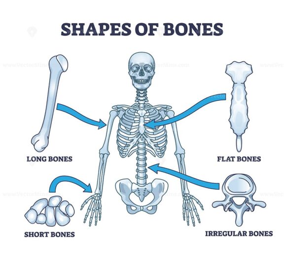 shapes of bones outline diagram 1