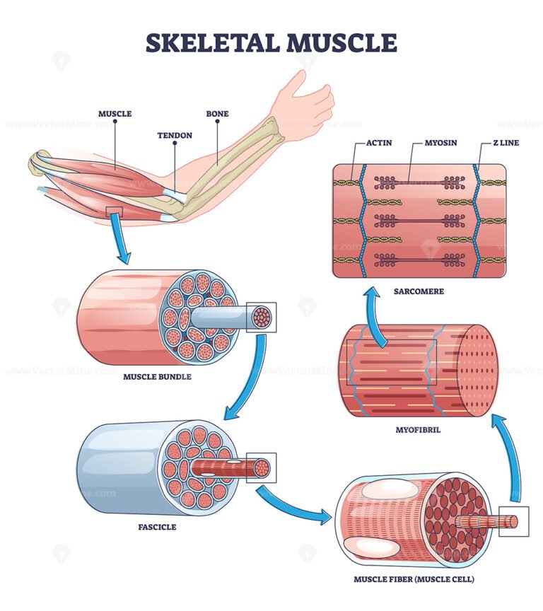 Skeletal muscle structure layers with anatomical closeups outline ...