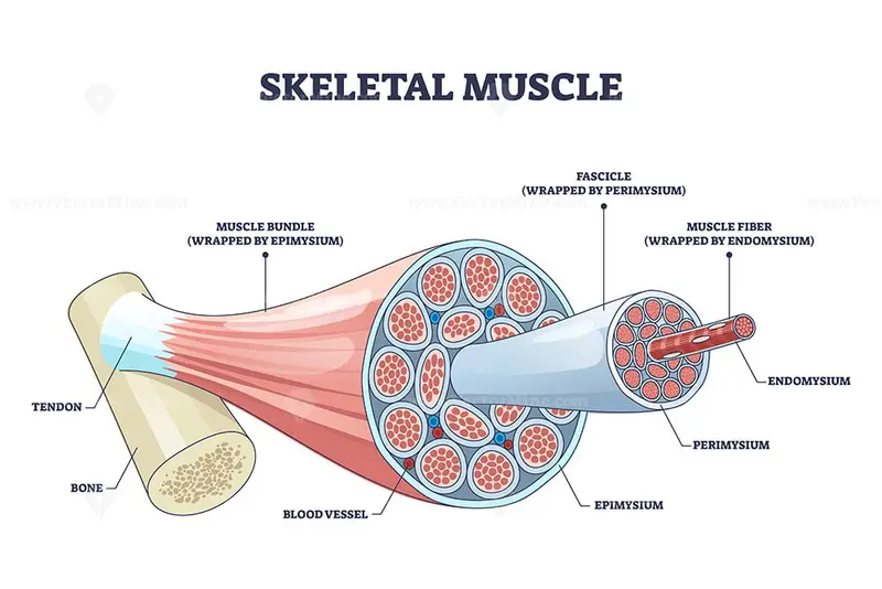 Skeletal muscle structure with anatomical inner layers outline diagram