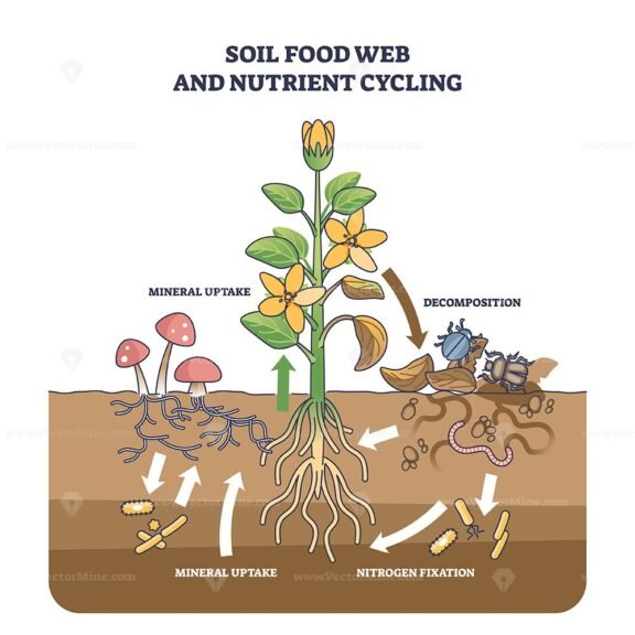 soil food web and nutrient cycling outline diagram 1