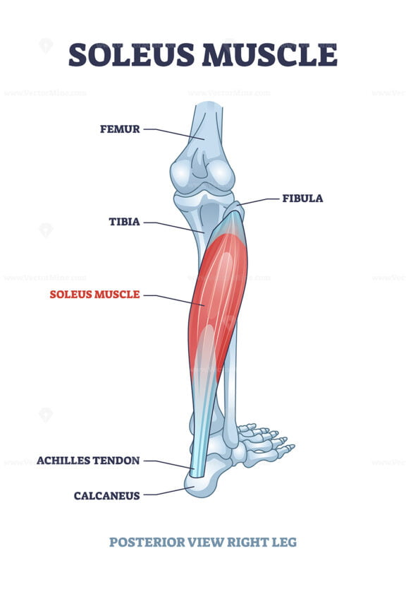 Soleus muscle with anatomical leg bones skeletal structure outline ...