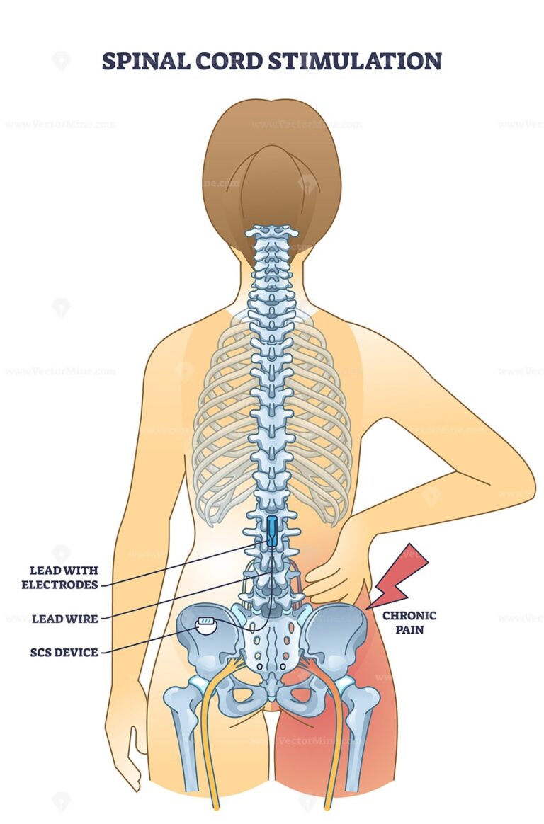 Spinal tracts with medical ascending and descending parts outline ...