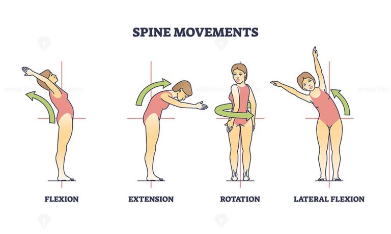 Spine movements with flexion, extension and rotation poses outline ...