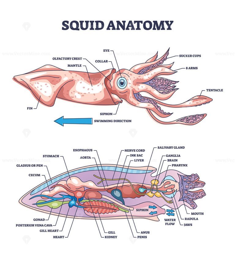 Squid anatomy and underwater creature inner parts structure outline
