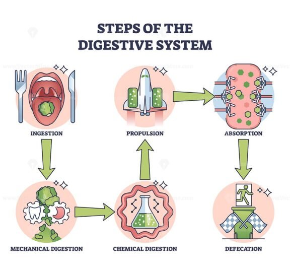 steps of the digestive system outline diagram 1