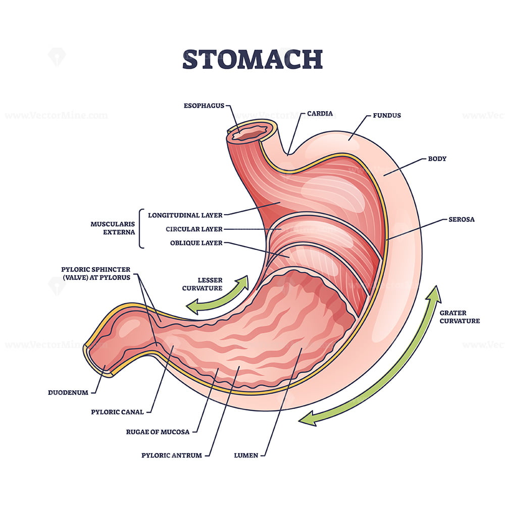 Stomach Anatomy Or Digestive Organ Detailed Inner Structure Outline 