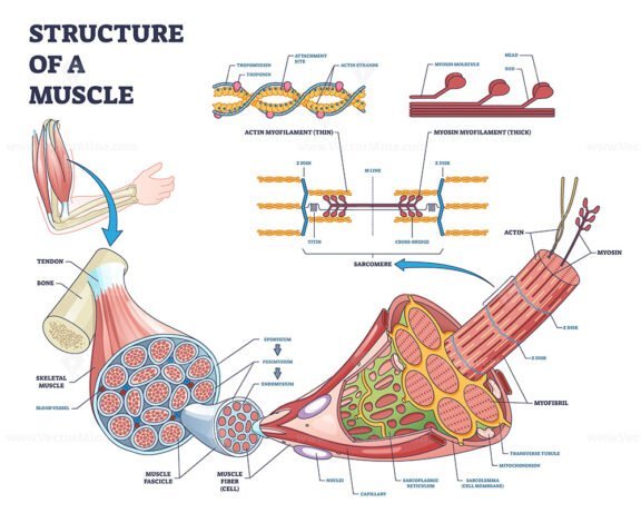 structure of a muscle outline diagram 1