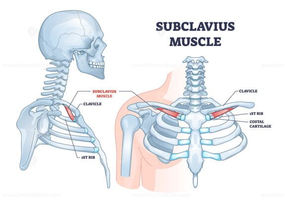 subclavius outline 1