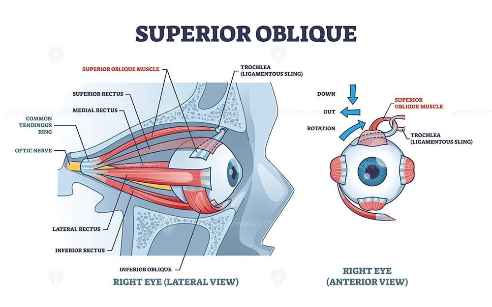 superior-oblique-muscle-with-human-eye-muscular-anatomy-outline-diagram