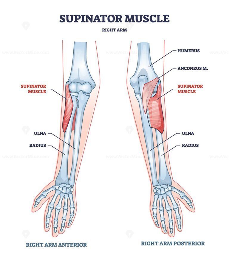 Supinator – VectorMine