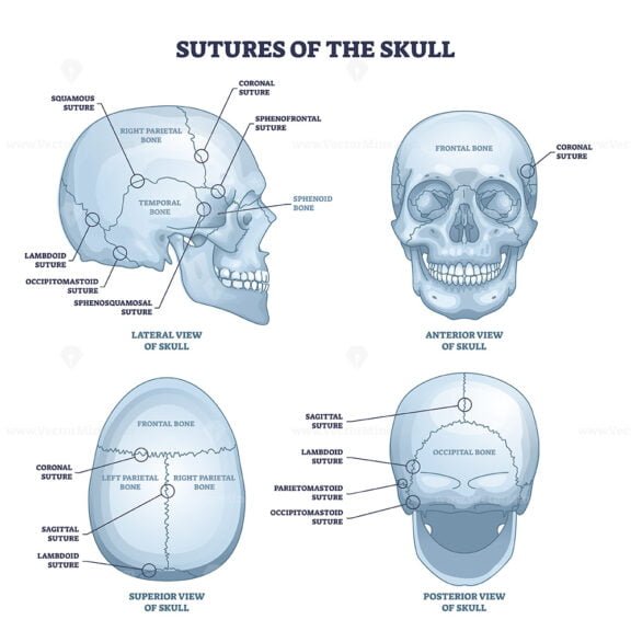sutures of the skull outline 1